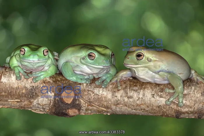 : Australia. White's tree frogs on log : Australia. White's tree frogs on log