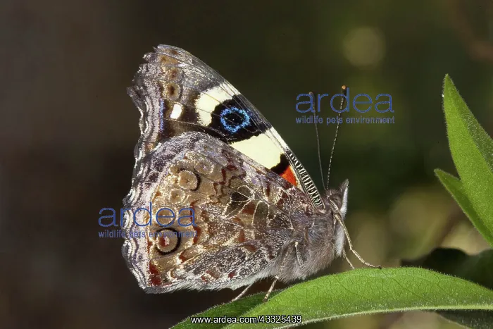 : Australian Admiral Butterfly : Australian Admiral Butterfly