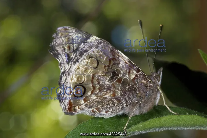 : Australian Admiral Butterfly : Australian Admiral Butterfly