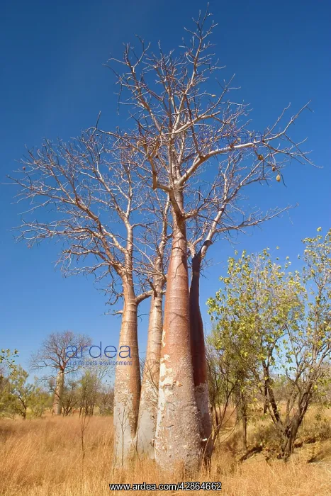 : Australian Baobab / Boab - group of young specimen : Australian Baobab / Boab - group of young specimen