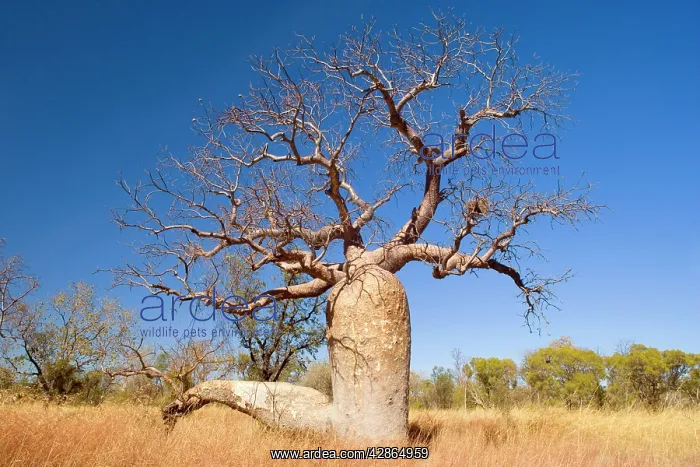 : Australian Baobab / Boab - impressive specimen : Australian Baobab / Boab - impressive specimen