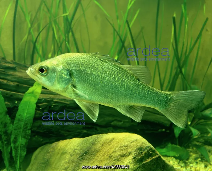 : Australian Bass : Australian Bass