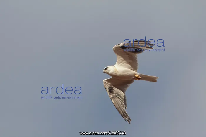 : Australian Black-shouldered Kite : Australian Black-shouldered Kite