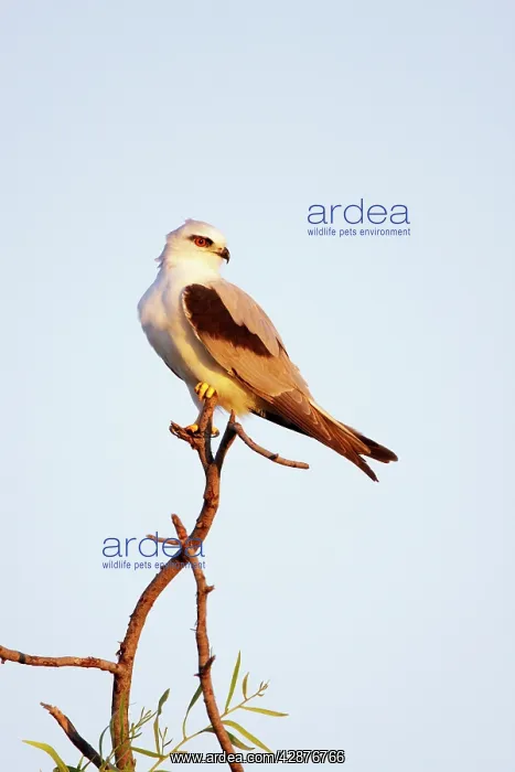 : Australian Black-Shouldered Kite - perched on top of a tree : Australian Black-Shouldered Kite - perched on top of a tree
