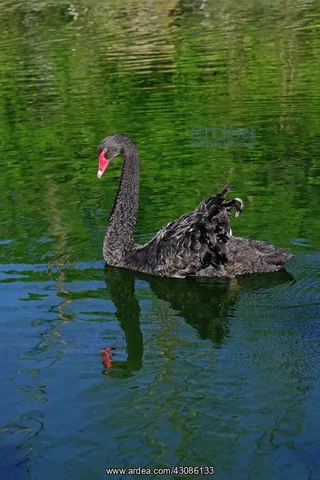 : Australian Black Swan : Australian Black Swan