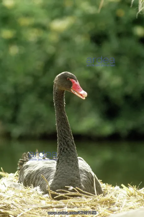 : Australian Black Swan nesting : Australian Black Swan nesting