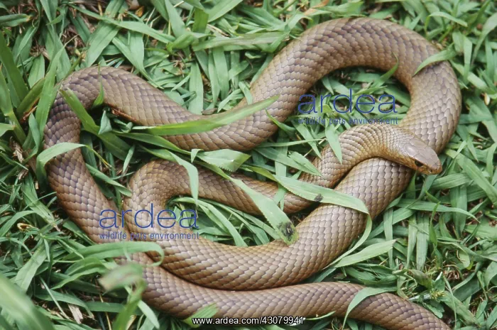 : Australian Brown Snake : Australian Brown Snake