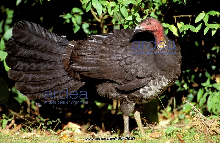 : Australian Brush-Turkey : Australian Brush-Turkey