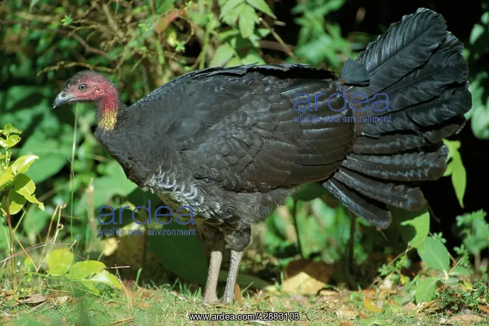 : Australian Brush-Turkey : Australian Brush-Turkey