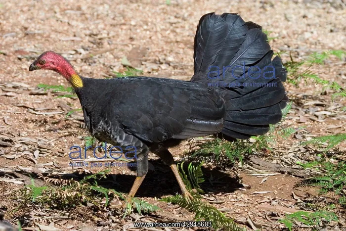 : Australian Brush-turkey : Australian Brush-turkey