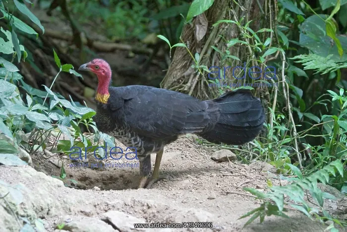 : Australian Brush-turkey : Australian Brush-turkey