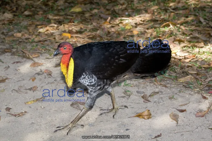 : Australian Brush-Turkey : Australian Brush-Turkey