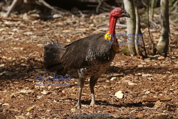 : Australian Brush Turkey : Australian Brush Turkey