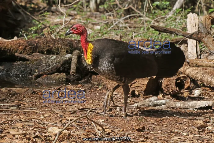 : Australian Brush-Turkey : Australian Brush-Turkey