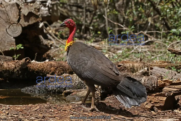  : Australian Brush-Turkey
