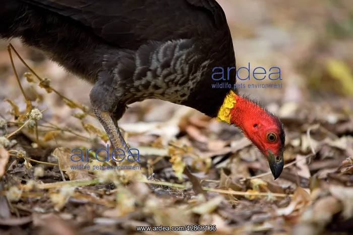  : Australian Brush Turkey - adult on the floor of