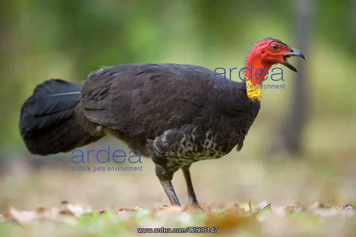 : Australian Brush Turkey - adult on the floor of : Australian Brush Turkey - adult on the floor of