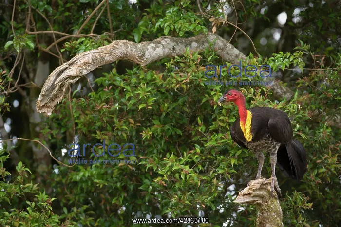 : Australian Brush Turkey - adult sits on a dead : Australian Brush Turkey - adult sits on a dead