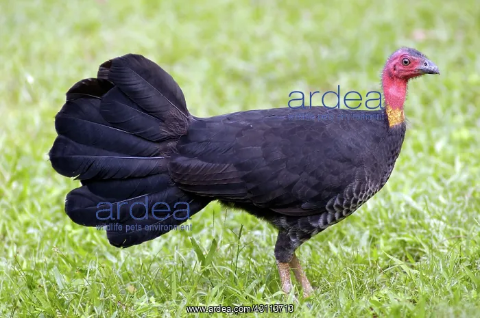 : Australian Brush-turkey (Alectura lathami) : Australian Brush-turkey (Alectura lathami)