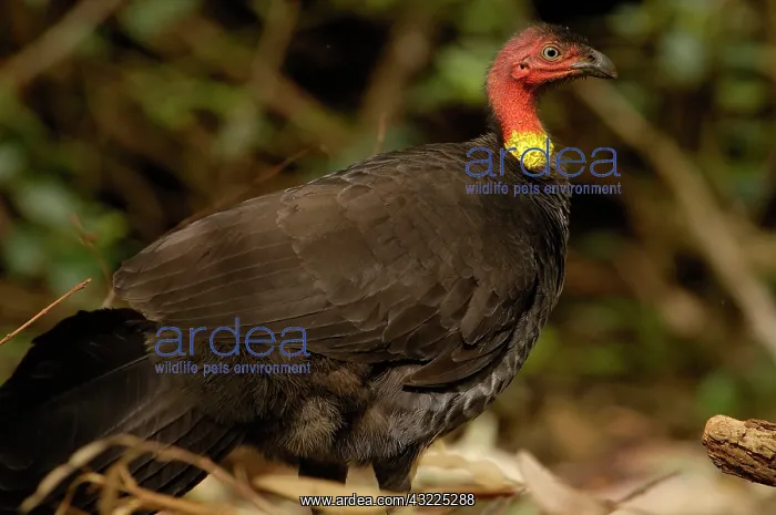 : Australian Brush-turkey (Alectura lathami) : Australian Brush-turkey (Alectura lathami)