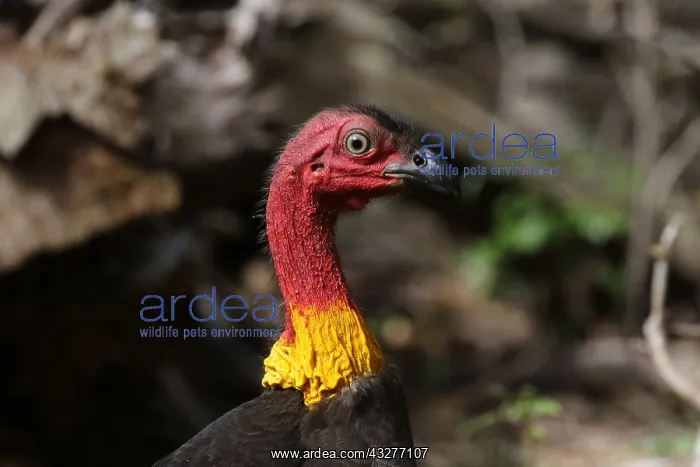 : Australian Brush-Turkey close-up : Australian Brush-Turkey close-up