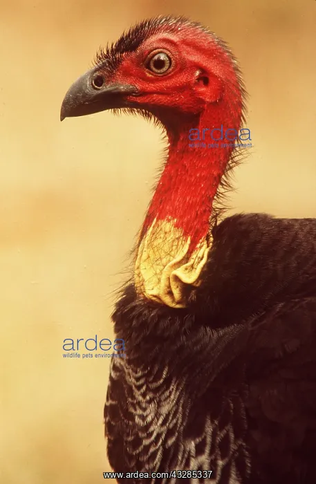 : Australian Brush TURKEY - close-up of head : Australian Brush TURKEY - close-up of head