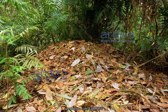 : Australian Brush Turkey - rather huge breeding : Australian Brush Turkey - rather huge breeding