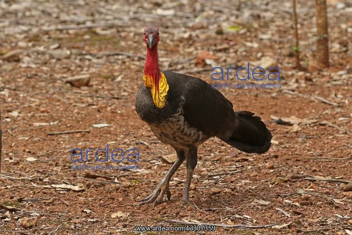 : Australian Brush-Turkey male : Australian Brush-Turkey male