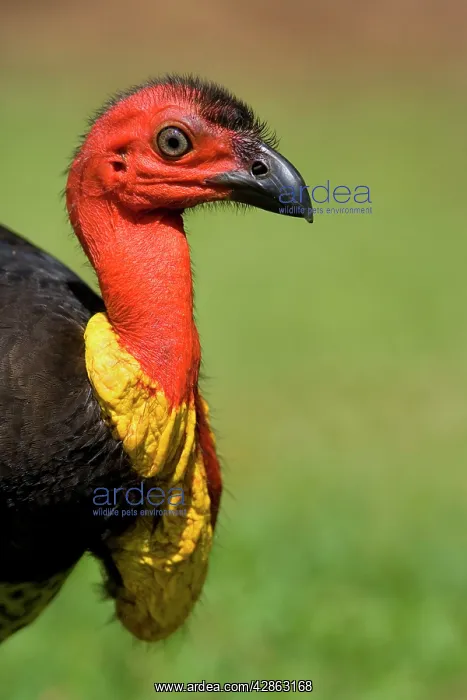 : Australian Brush Turkey - side portrait of an adult male : Australian Brush Turkey - side portrait of an adult male