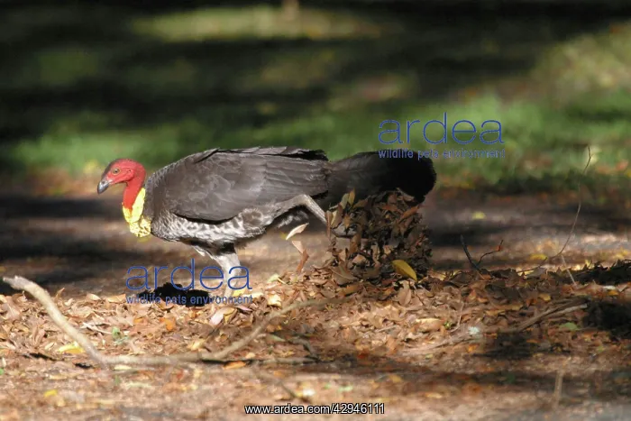 : Australian Brush-turkey - Raking leaves towards : Australian Brush-turkey - Raking leaves towards