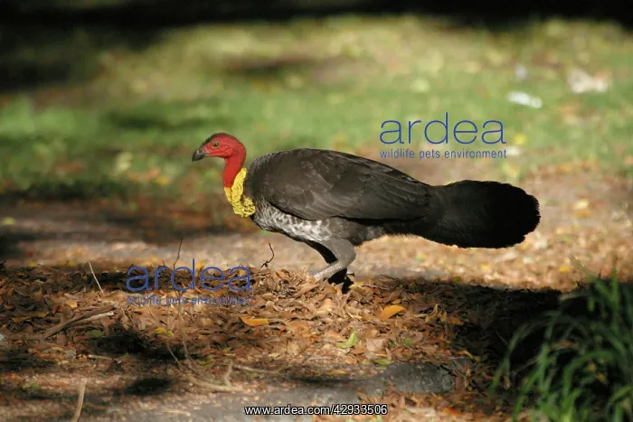 : Australian Brush-turkey - Raking leaves towards mound : Australian Brush-turkey - Raking leaves towards mound