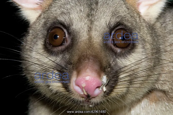 : Australian Brushtail Possum - with seed husks on : Australian Brushtail Possum - with seed husks on