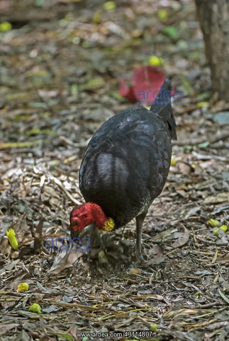 : Australian Brushturkey : Australian Brushturkey