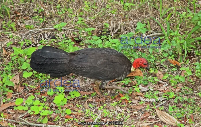: Australian Brushturkey : Australian Brushturkey