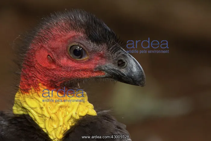 : Australian Brushturkey / Brush-turkey : Australian Brushturkey / Brush-turkey