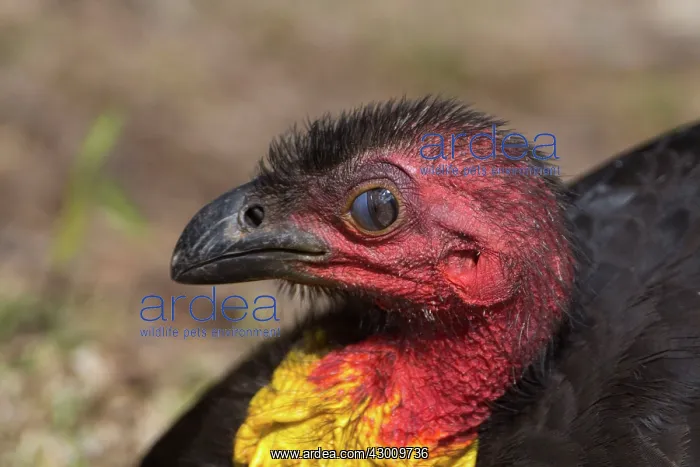 : Australian Brushturkey / Brush-turkey : Australian Brushturkey / Brush-turkey