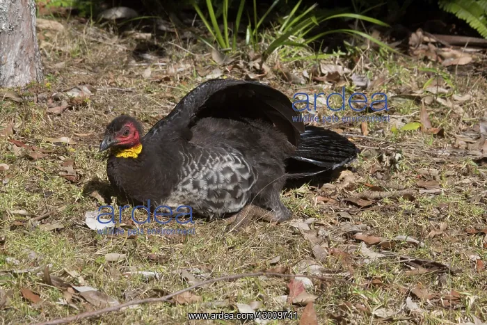 : Australian Brushturkey / Brush-turkey : Australian Brushturkey / Brush-turkey