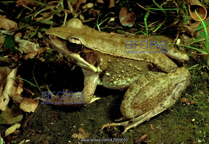 : Australian bullfrog : Australian bullfrog