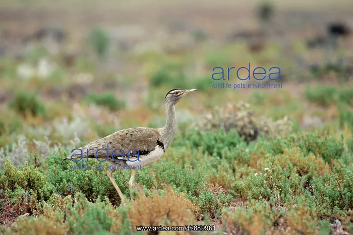 : Australian Bustard : Australian Bustard