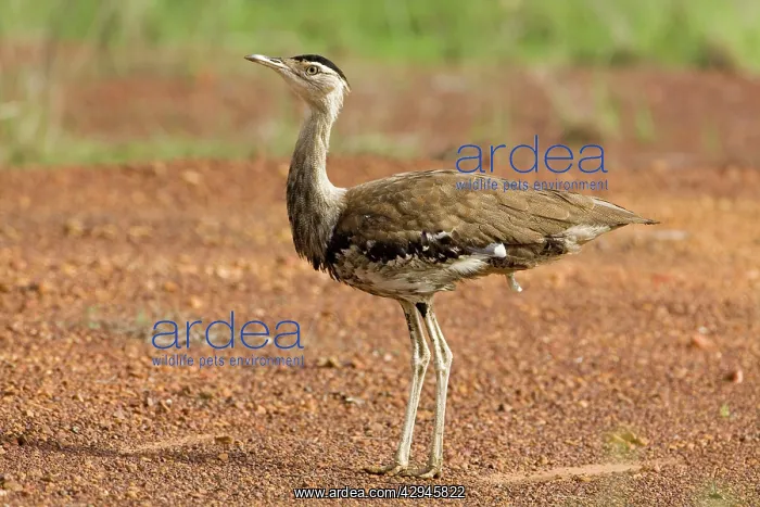: Australian Bustard : Australian Bustard