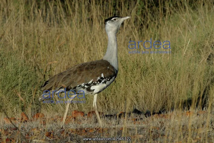 : Australian Bustard : Australian Bustard