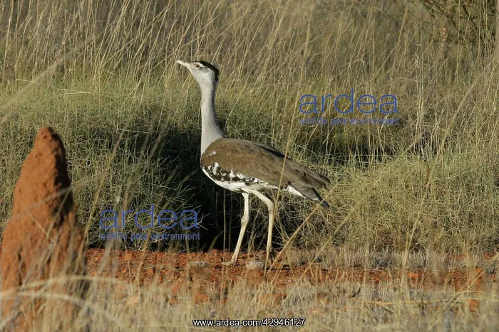 : Australian Bustard : Australian Bustard