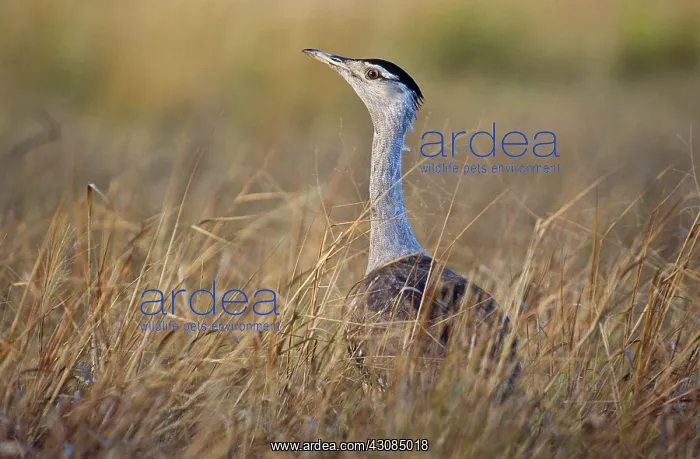 : Australian Bustard : Australian Bustard