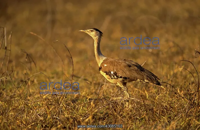: Australian Bustard : Australian Bustard