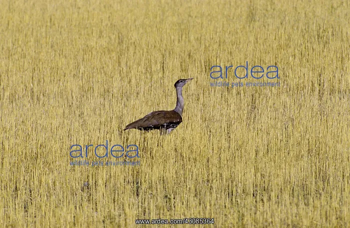: Australian Bustard : Australian Bustard