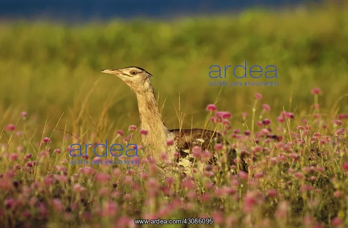 : Australian Bustard : Australian Bustard