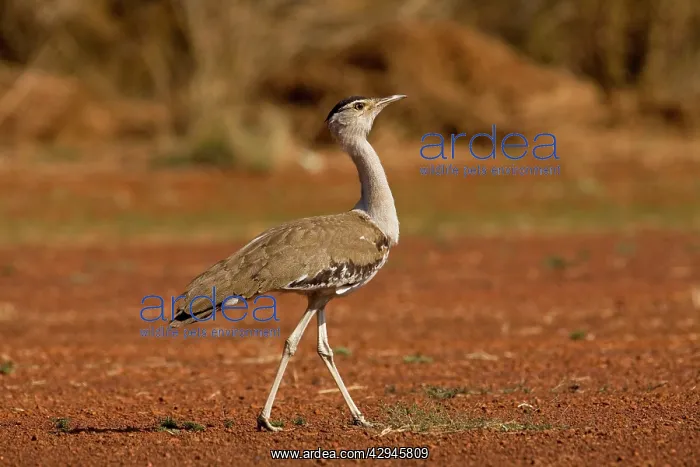 : Australian Bustard - Found throughout Australia : Australian Bustard - Found throughout Australia