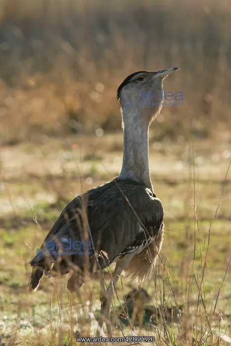 : Australian Bustard - Back-lit image of bird : Australian Bustard - Back-lit image of bird