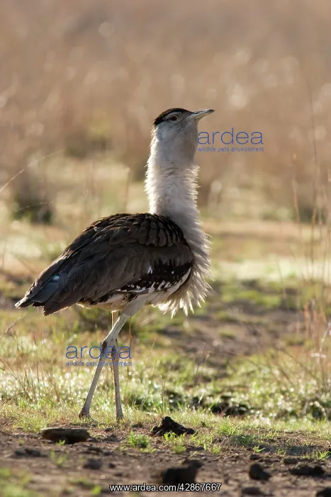 : Australian Bustard - Back-lit image of bird ruffling : Australian Bustard - Back-lit image of bird ruffling