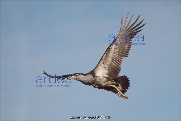 : Australian Bustard - Flying near the Papunya Aboriginal : Australian Bustard - Flying near the Papunya Aboriginal